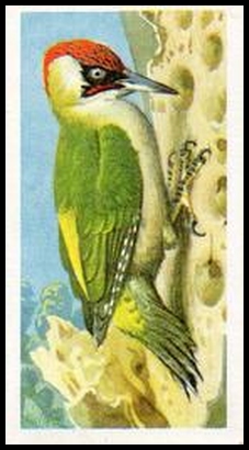 22 Green Woodpecker